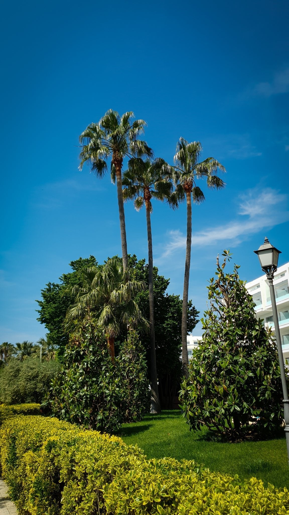 Palm trees - Artful Backgrounds